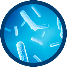 Bacillus clausii