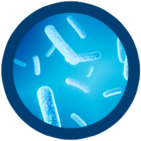 Bacillus clausii